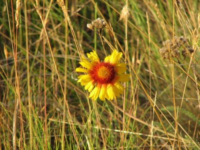 yellow-red-flower.jpg