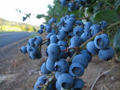 blueberries2.jpg