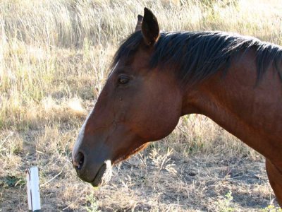 fossil-horse.jpg