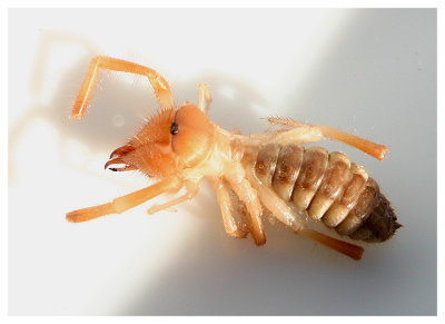 spid9scorpionspider.jpg