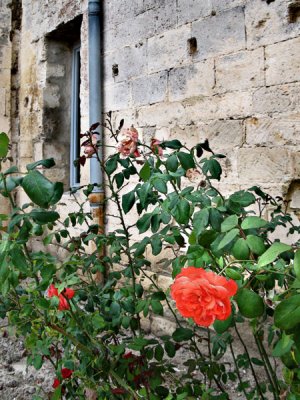 Roses, Saint-Paul de Masoule