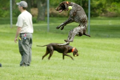 Flying Barley