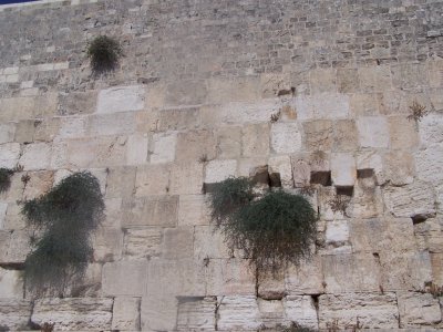 plants on the wall