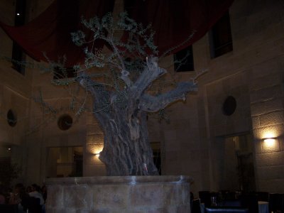 The Olive Tree's olive tree