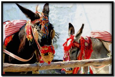 Burros