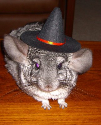 chinchillas