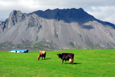 Cows belonging to the Hoftún farm, Snæfellsnes