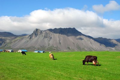 Cows belonging to the Hoftún farm, Snæfellsnes