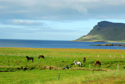 Icelandic horses along the northern shore of Snæfellsnes