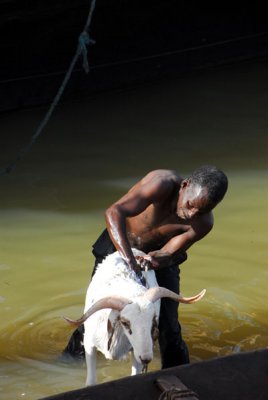 Man washing a ram in the Niger
