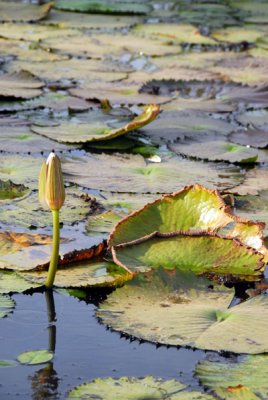 Lillies in a pond formed by a dam