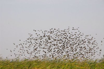 A flock of birds known locally as mange-mille