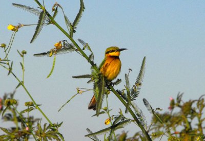 Little Bee-eater, Niger