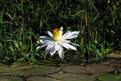 Flower, Niger River