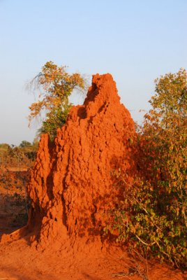 Termite mound, Niger