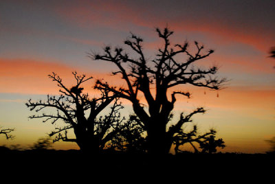 Baobab trees along Senegal's Route Nationale 1 just before sunrise