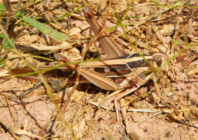 Grasshopper