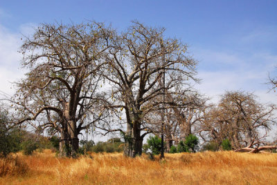 Baobab forest along Route Nationale 1, Senegal