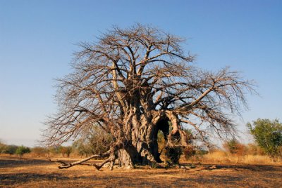 A giant baobab tree 19km west of Kidira