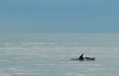 Our first whales, dolphins