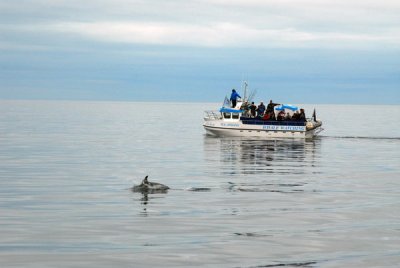 A second, smaller whale watch boat with our dolphins