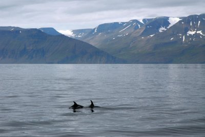 Dolphins in the Skjalfandi