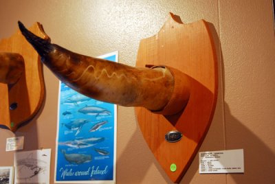 Phallus of a Sei Whale, Icelandic Phallological Museum