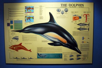 Informative signs at the Húsavík Whale Center
