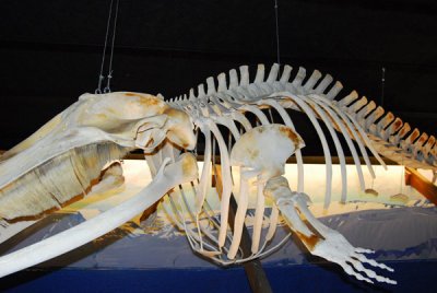Skeleton of a Minke Whale, which are still hunted in Iceland (maybe that's why we didn't see anything...)