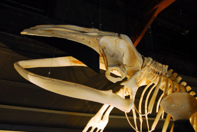 Skeleton of a humpback whale, Húsavík Whale Center