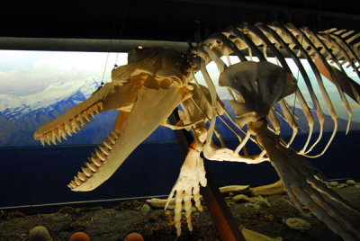 Skeleton of a killer whale, Húsavík Whale Center