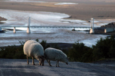 Sheep licking minerals off the road with the Jöksulá á Fjöllum bridge in the distance