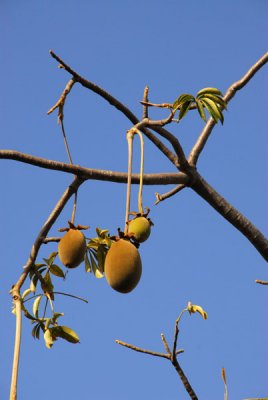 Baobab fruit, IFAN museum garden