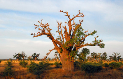 The unusual baobab tree is national tree of Senegal