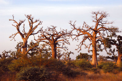 Areas along Route Nationale 1 are thick with baobabs
