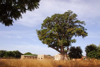 Large kapok tree in front of a school, 30 minutes west of Gandiaye