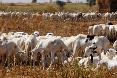 Large herd of goats in a freshlz harvested field