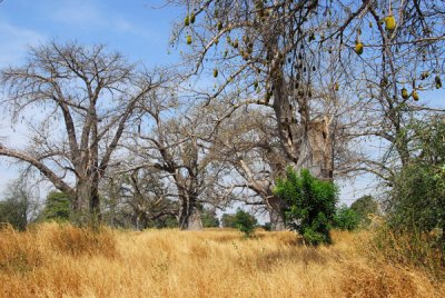 Baobab forest around Kaffrine