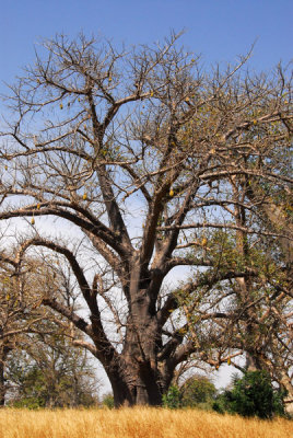 Baobab