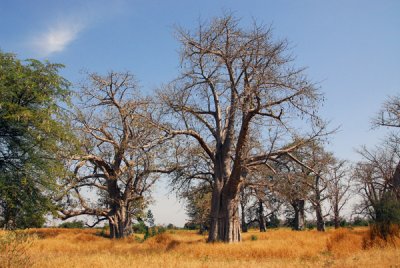 Baobab forest, Senegal