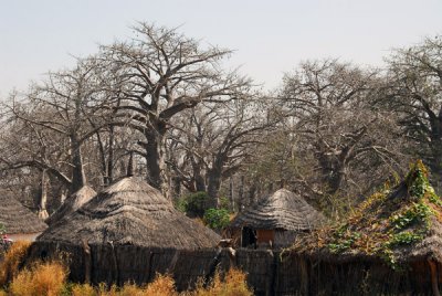 Senegalese village in a baobab forest along Route Nationale 1