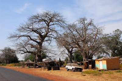 Picturesque roadside village among the baobabs