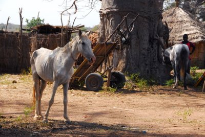 A very pathetic looking horse