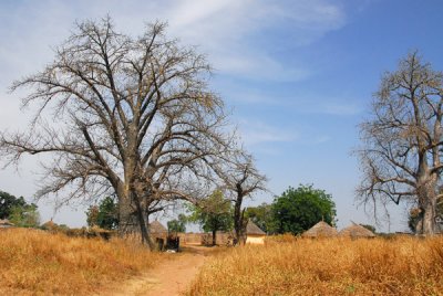 Baobab village, Senegal