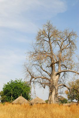 Baobab