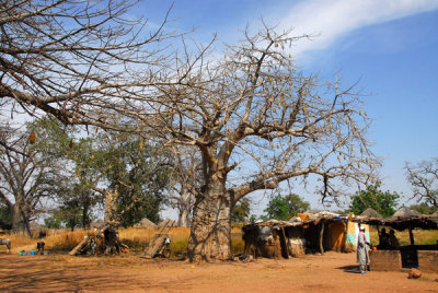 Roadside village among the baobabs, Senegal
