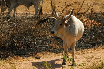 West African beef