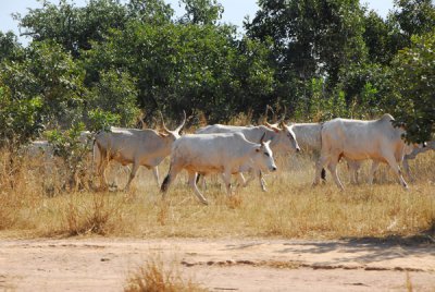 West African cattle