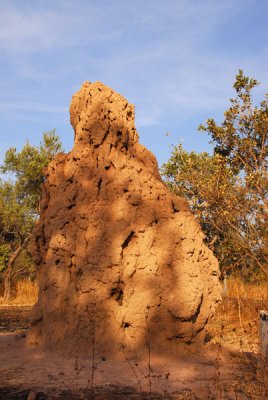 Termite mound, Senegal