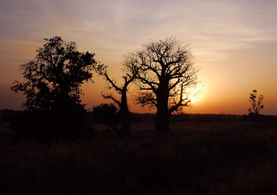 Baobab sunset, Senegal